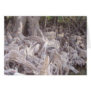 Raíces de Mangrove