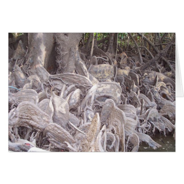 Raíces de Mangrove (Anverso (Horizontal))