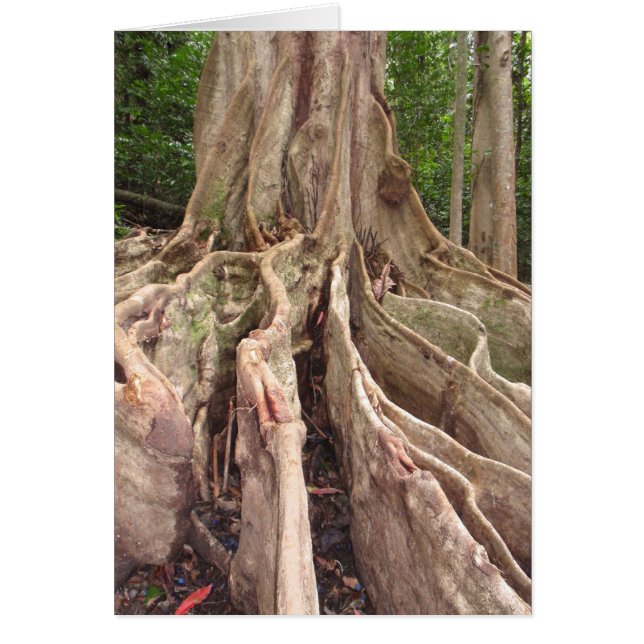 Raíces Tropicales De Árbol De Hielo (Frente)