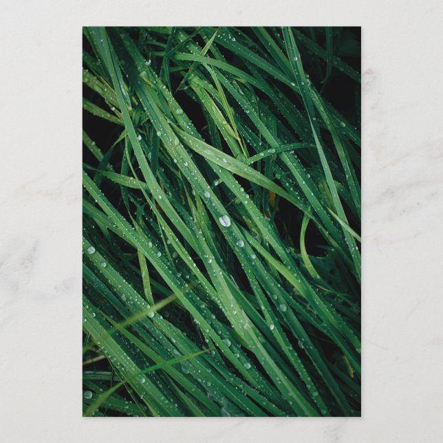 Rain drops on grass, Earth Day Card (Anverso)