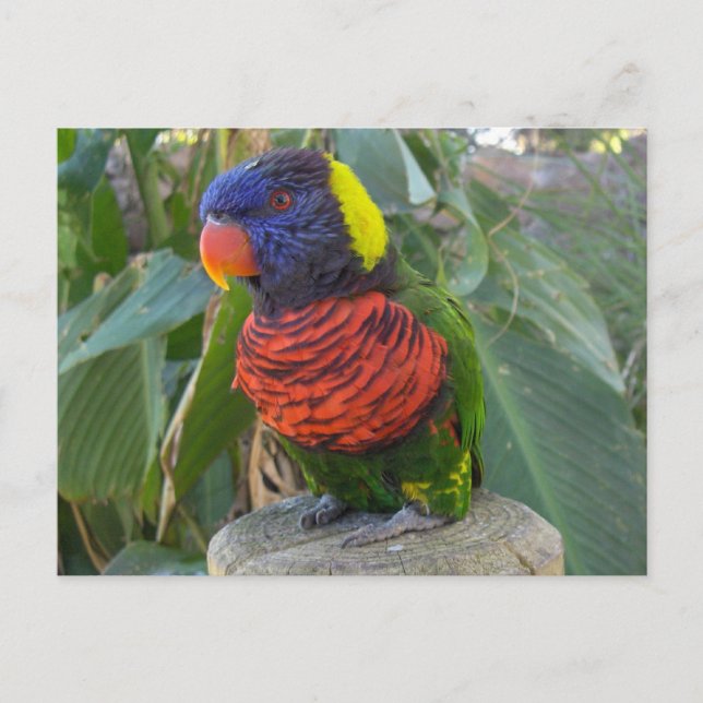 Rainbow Lorikeet en la postal (Anverso)