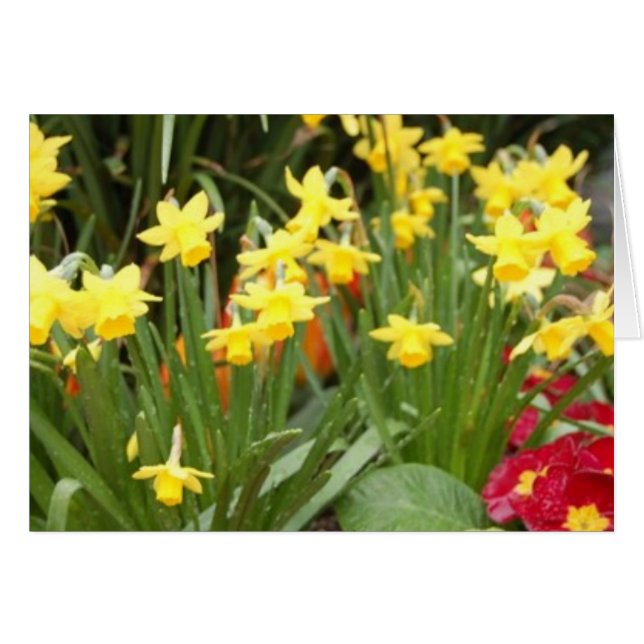 raindaffodils (Anverso (Horizontal))