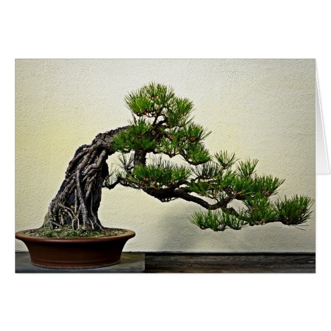 Raíz sobre árbol de los bonsais del pino de la (Anverso (Horizontal))