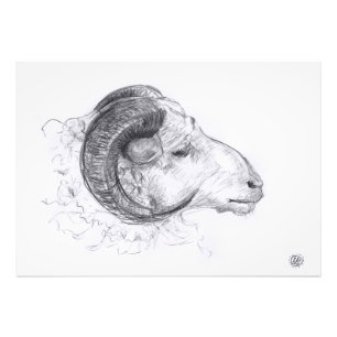 Ram - Dibujo original - Impresión fotográfica