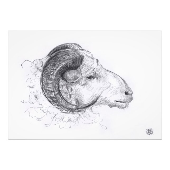 Ram - Dibujo original - Impresión fotográfica (Frente)