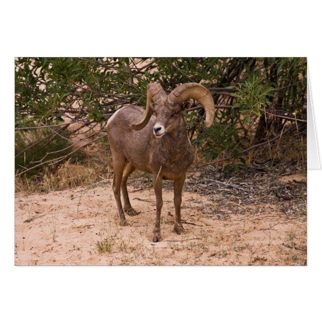 Ram Masculino Gran Oveja Cuerno (Anverso (Horizontal))