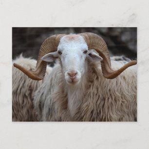 Ram - postal animal