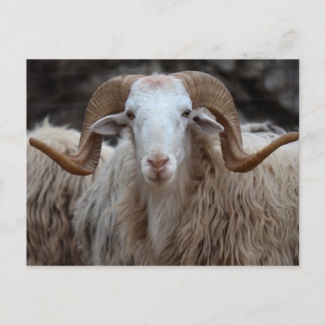 Ram - postal animal (Anverso)