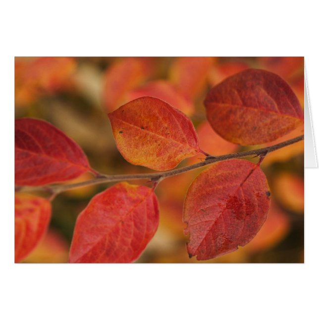 Rama cubierta de hojas de otoño (Anverso (Horizontal))