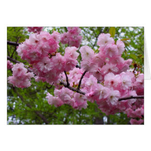 Rama de flores de cerezo