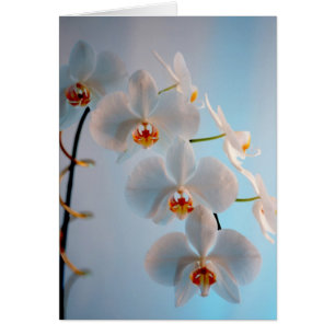 Rama de la orquídea