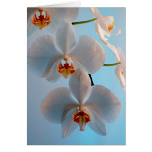 Rama de la orquídea