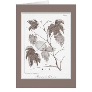 Rama de la planta de algodón - Enraving antiguo