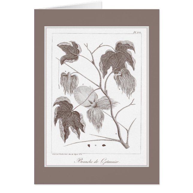 Rama de la planta de algodón - Enraving antiguo (Frente)