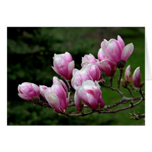 Rama de Magnolia