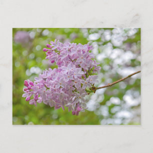 Rama Lilac con postal bokeh