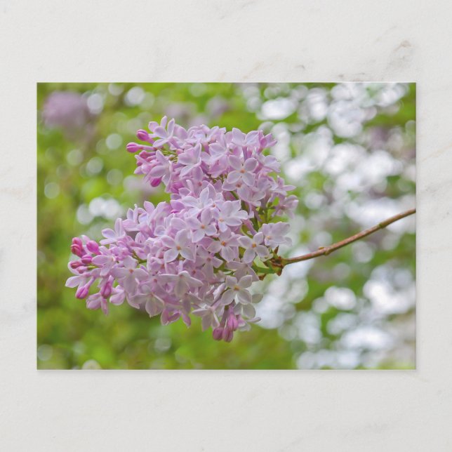 Rama Lilac con postal bokeh (Anverso)