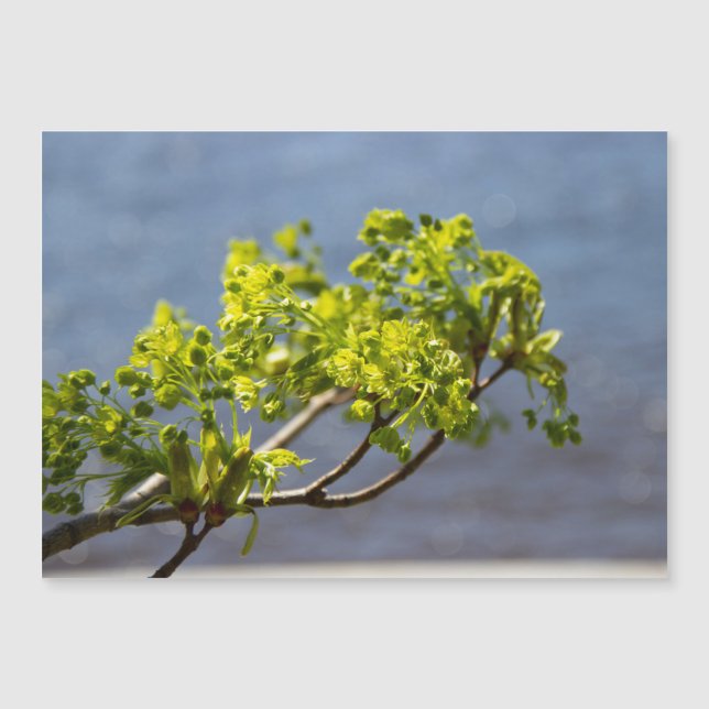 Rama verde suave en el viento (Anverso)