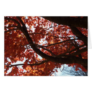 Ramas de arce rojas de colores otoñales