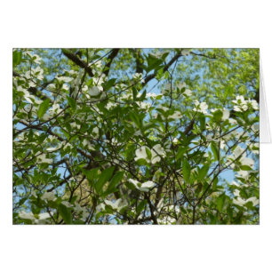Ramas de Dogwood florecen árboles de primavera