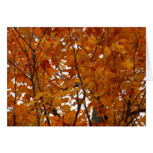 Ramas de hojas de arce I Naranja Otoño