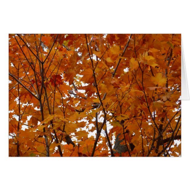 Ramas de hojas de arce I Otoño naranja (Anverso (Horizontal))