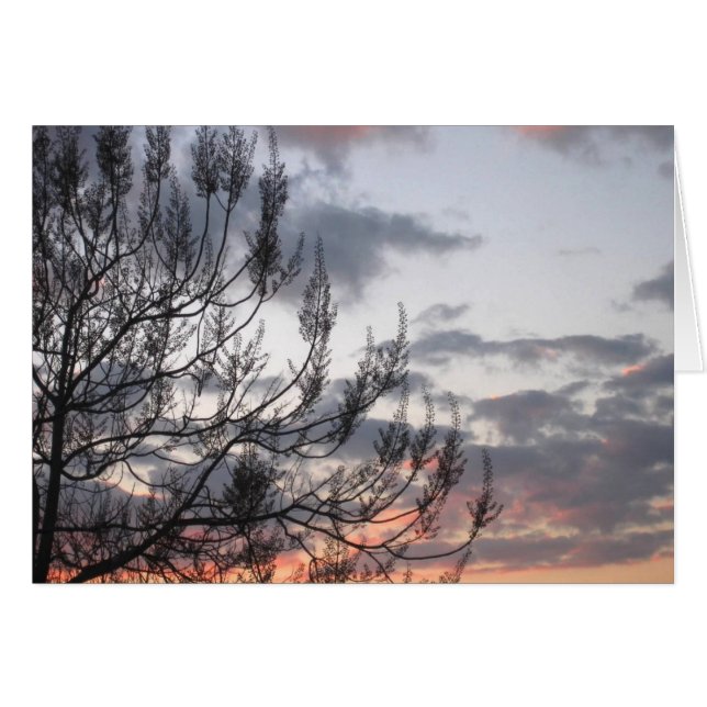 Ramas del atardecer (Anverso (Horizontal))