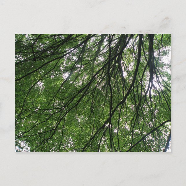 Ramas y hojas postal (Anverso)