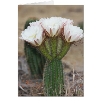 ramo de cactus
