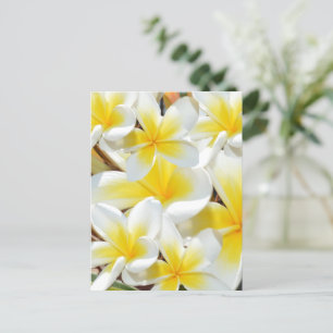 Ramo de frangipani, postal