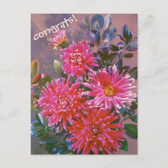 Ramo de georginas rosadas de tarjeta postal retro (Anverso)