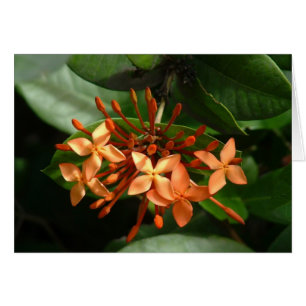 Ramo de Ixora
