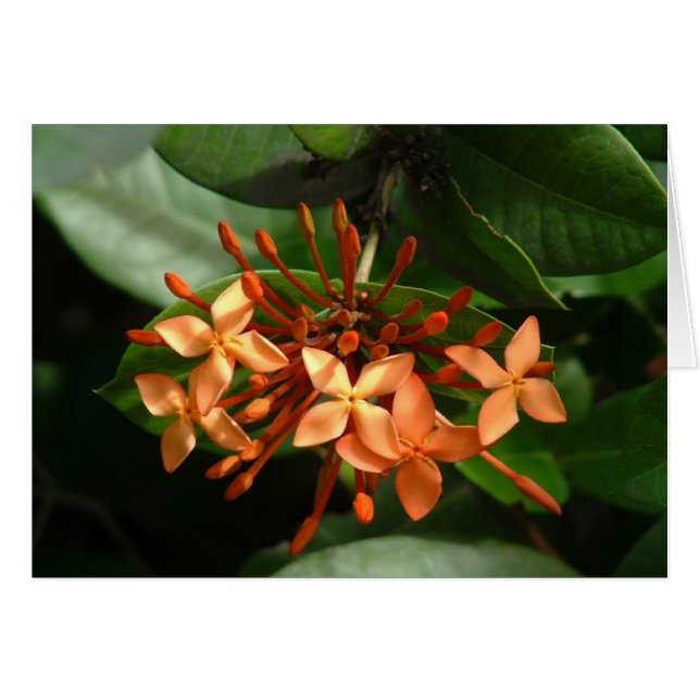Ramo de Ixora (Anverso (Horizontal))