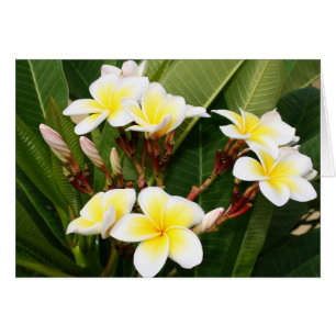 Ramo del Plumeria