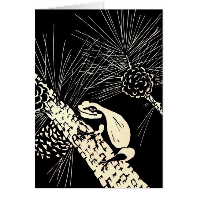 rana arbórea de los barrens del pino (Frente)