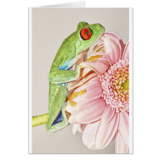 Rana arbórea de Red Eye