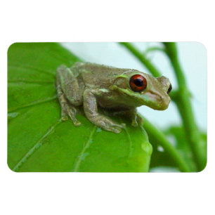 Rana arbórea en el imán de Flexi de la hoja