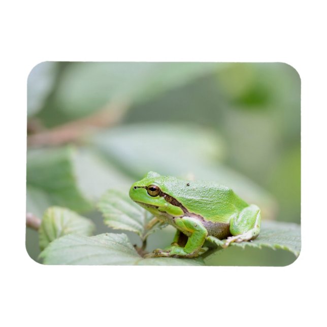 Rana arbórea europea en imán rectangular verde (Horizontal)