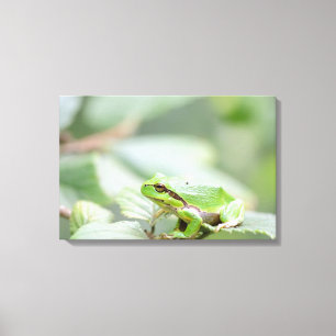 Rana arbórea europea en la impresión verde de la