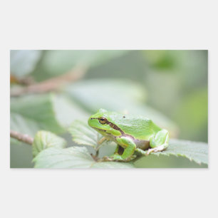 Rana arbórea europea en pegatina rectangular verde