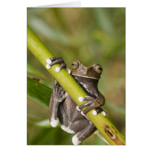 Rana arborícola cautiva de Tapichalaca Hyloscirtus