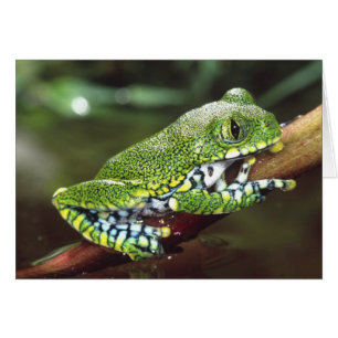 Rana arborícola de ojos grandes, Leptopelis vermic