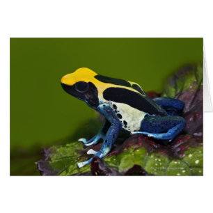 Rana brasileña del dardo del cobalto, Dendrobates