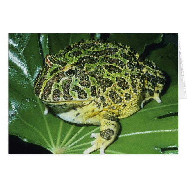 Rana Cornuda Ornamentada, (Ceratophrys ornata), (Anverso (Horizontal))