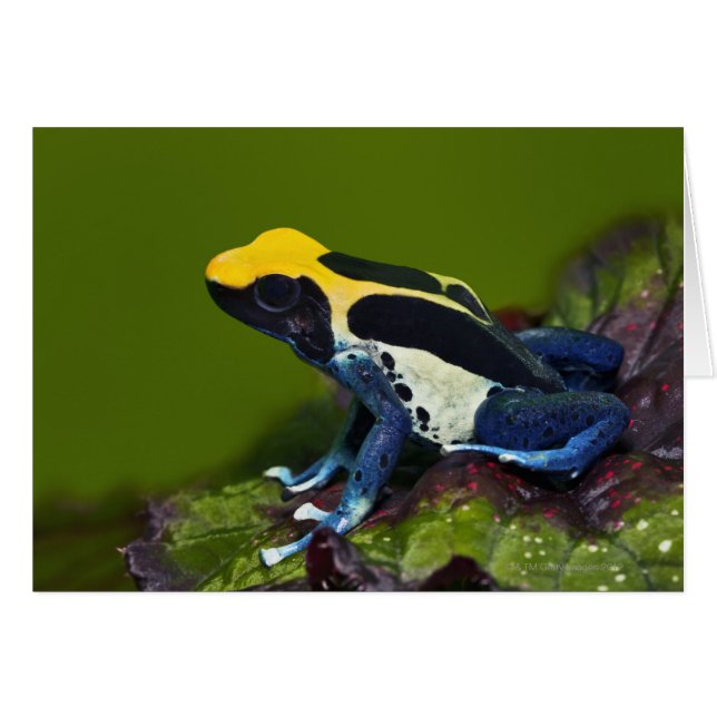 Rana Dart cobáltica brasileña, dendrobates (Anverso (Horizontal))