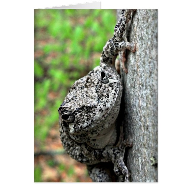 Rana de árbol (Frente)