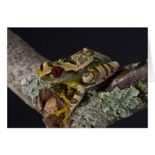 Rana de árbol de ojo rojo africana, Leptopelis