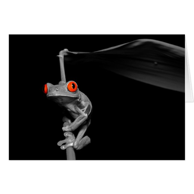 Rana de árbol de ojos rojos (Anverso (Horizontal))