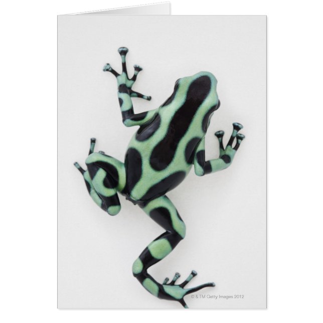 Rana de Dart de veneno negro y verde 2 (Frente)