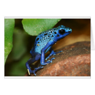rana de flecha de veneno azul
